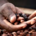 Fairtrade Africa Engages Cocoa Cooperatives to Boost Production