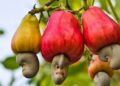 Ghana wants more for its cashews, but it’s a tough nut to crack
