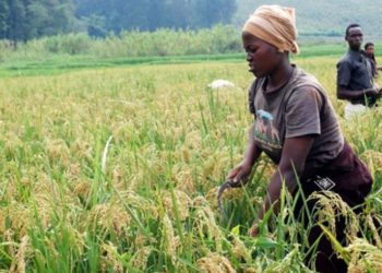 COVID -19 PANDEMIC: How prepared is Ghana’s rice sector?