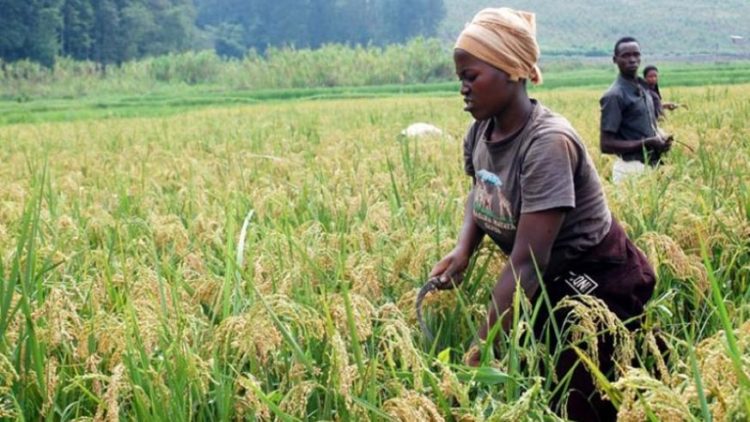 COVID -19 PANDEMIC: How prepared is Ghana’s rice sector?