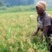COVID -19 PANDEMIC: How prepared is Ghana’s rice sector?
