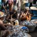 Fisheries Commission urges fishmongers to adopt personal hygiene