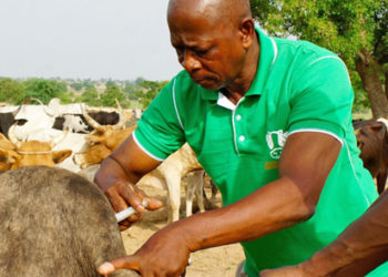 Vet officers advised to intensify inspection of animals and products