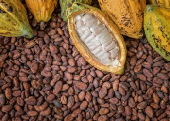 Ghana, Ivory Coast to set Cocoa production ceiling