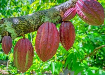 Ghana set for US$1bn cocoa revenue shortfall