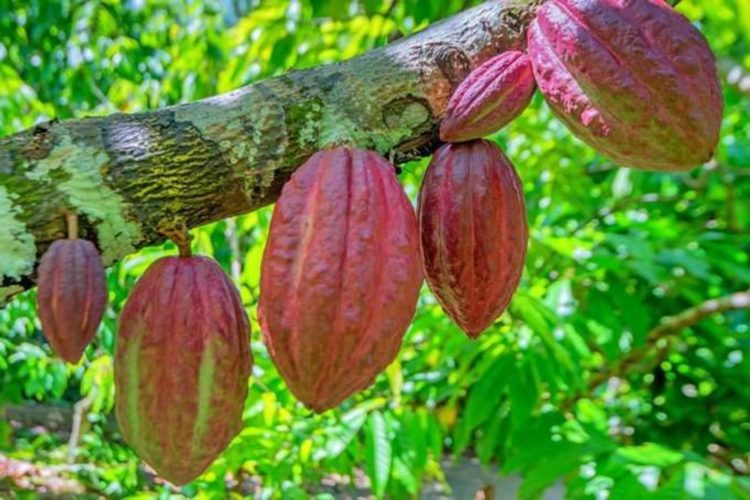 Ghana set for US$1bn cocoa revenue shortfall