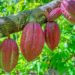 Ghana set for US$1bn cocoa revenue shortfall