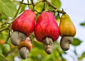 2020 cashew earnings likely to fall