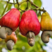 2020 cashew earnings likely to fall