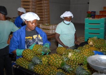 COVID-19 threatening Ghana’s pineapple exports to EU market