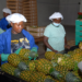 COVID-19 threatening Ghana’s pineapple exports to EU market