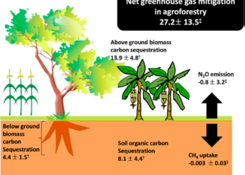 New study highlights shea’s potential to mitigate effect of climate change