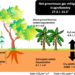 New study highlights shea’s potential to mitigate effect of climate change