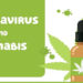 Coronavirus And Cannabis: What You Need To Know