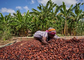 COCOBOD gives over 90,000 bags of fertilizers to farmers in Western North