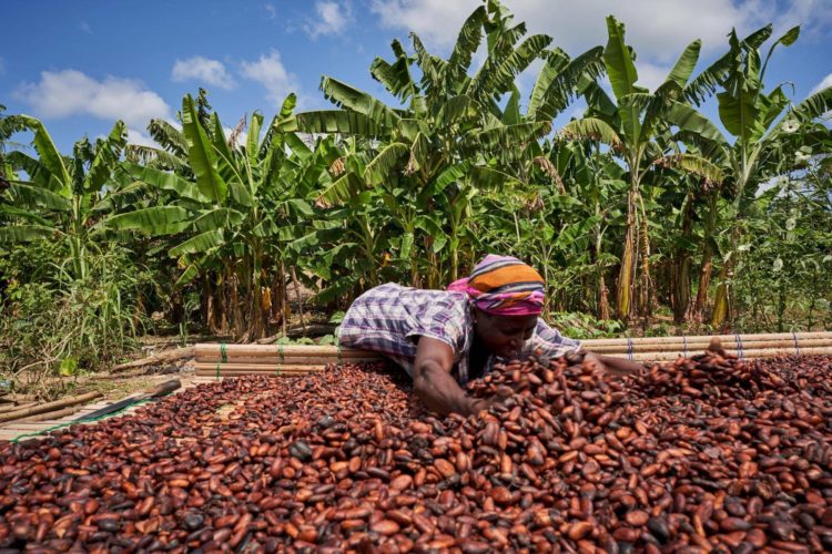 COCOBOD gives over 90,000 bags of fertilizers to farmers in Western North