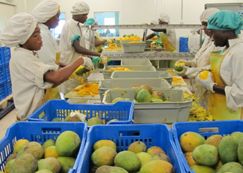 Ghana’s agribusiness industry set to explore new EU markets