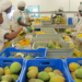 Ghana’s agribusiness industry set to explore new EU markets