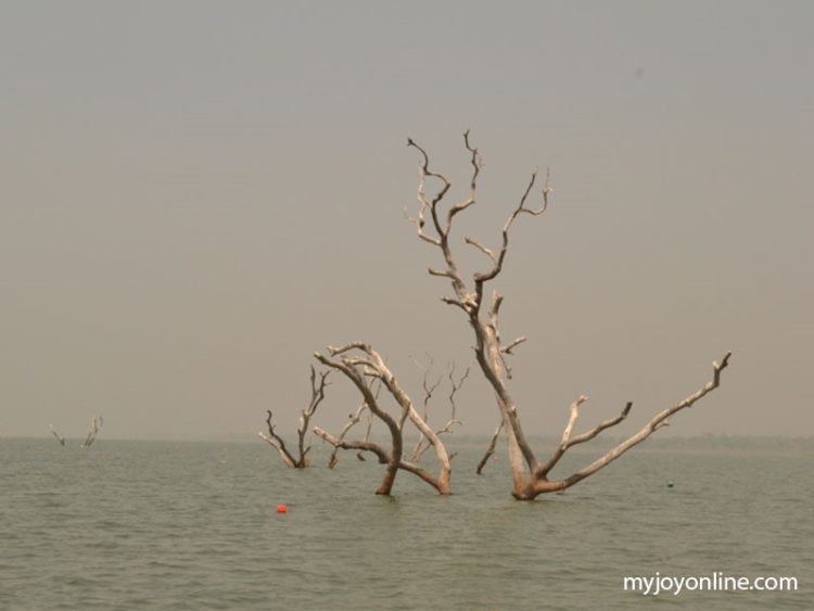 Maritime Authority uproots tree stumps in River Oti