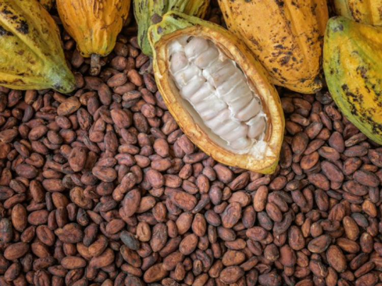 Shaky outlook for cocoa prices during rest of 2019/20 crop season