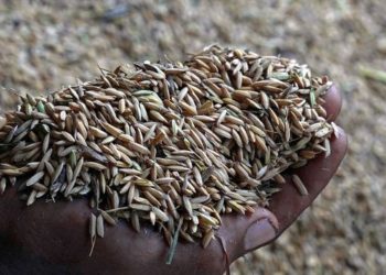 Rice in the Desert: Pandemic Spurs UAE to Grow More Food