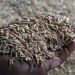 Rice in the Desert: Pandemic Spurs UAE to Grow More Food
