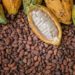 Coronavirus causes spike in child labour within cocoa supply chains