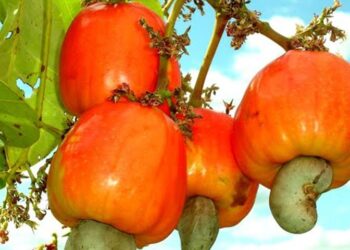 Cashew farmers lament huge financial losses due to COVID-19 pandemic