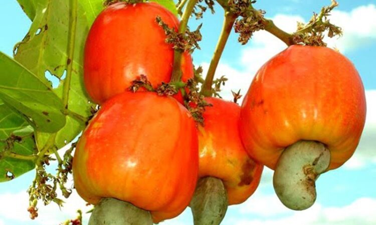 Cashew farmers lament huge financial losses due to COVID-19 pandemic