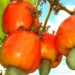 Cashew farmers lament huge financial losses due to COVID-19 pandemic