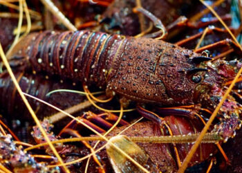 Ghana earns almost US$2m from exports of Rock Lobsters in 2019