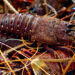 Ghana earns almost US$2m from exports of Rock Lobsters in 2019