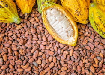 COCOBOD prepares to commence new cocoa buying process