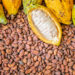COCOBOD prepares to commence new cocoa buying process
