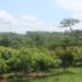 Ghana pushes ahead with efforts to reduce emissions from deforestation, forest degradation