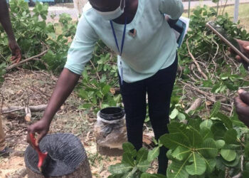 GIZ trains agriculture extension agents on top-working techniques