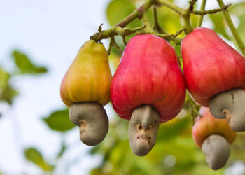 Export potentials for Ghana’s chocolate, cashew identified
