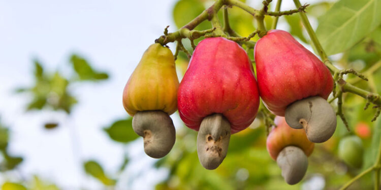 Export potentials for Ghana’s chocolate, cashew identified