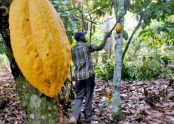 Ghana disputes new report on child labour rising in West Africa cocoa farms