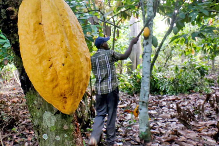 Ghana disputes new report on child labour rising in West Africa cocoa farms