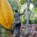 Ghana disputes new report on child labour rising in West Africa cocoa farms