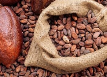 First step towards commercialization of cocoa sector support commences
