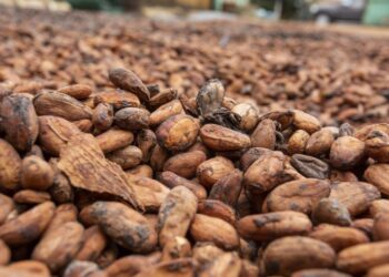 Ghana 2020/21 cocoa arrivals down 10.4% by Nov. 5 – COCOBOD