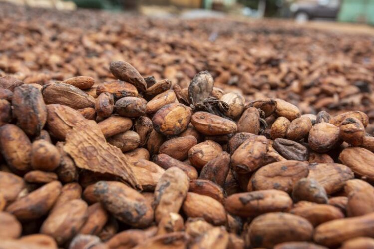 Ghana 2020/21 cocoa arrivals down 10.4% by Nov. 5 – COCOBOD