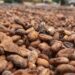 Ghana 2020/21 cocoa arrivals down 10.4% by Nov. 5 – COCOBOD