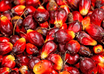 Benso Oil Palm profit jumps on higher commodity prices