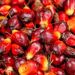 Benso Oil Palm profit jumps on higher commodity prices