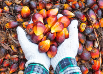 Export Strategy to reverse Ghana’s oil palm export deficit