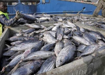 NEDS projects to diversify export market for tuna, less emphasis on EU