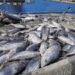 NEDS projects to diversify export market for tuna, less emphasis on EU